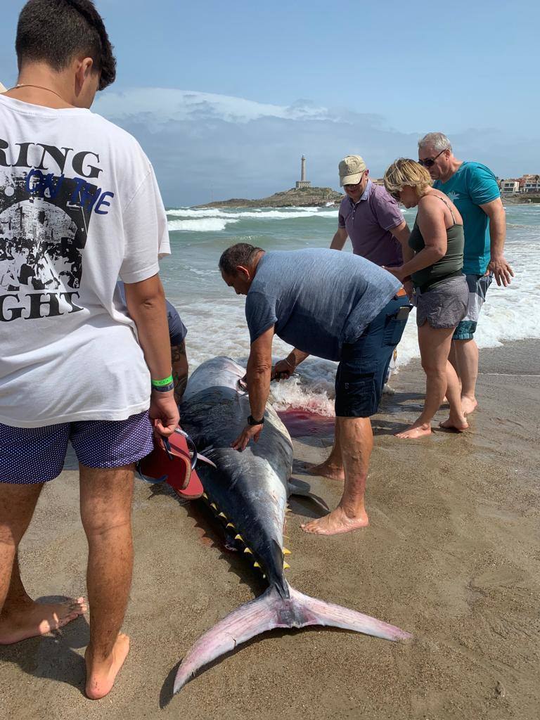 Salud advierte del riesgo de consumir estos animales, procedentes de un vivero situado en el Mediterráneo.