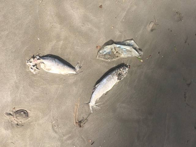 Salud advierte del riesgo de consumir estos animales, procedentes de un vivero situado en el Mediterráneo.