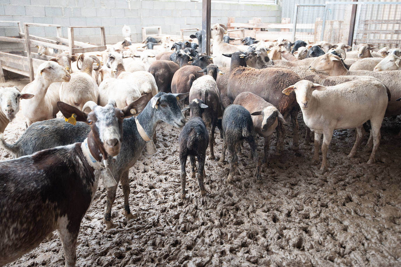 Recorrido por las localidades de Alquerías, Beniel y Llano de Brujas, donde el temporal causó cuantiosos destrozos