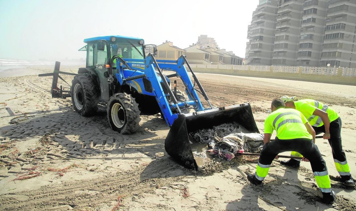 Una brigada retira de la playa, con la ayuda de un tractor, uno de los atunes aparecidos. 