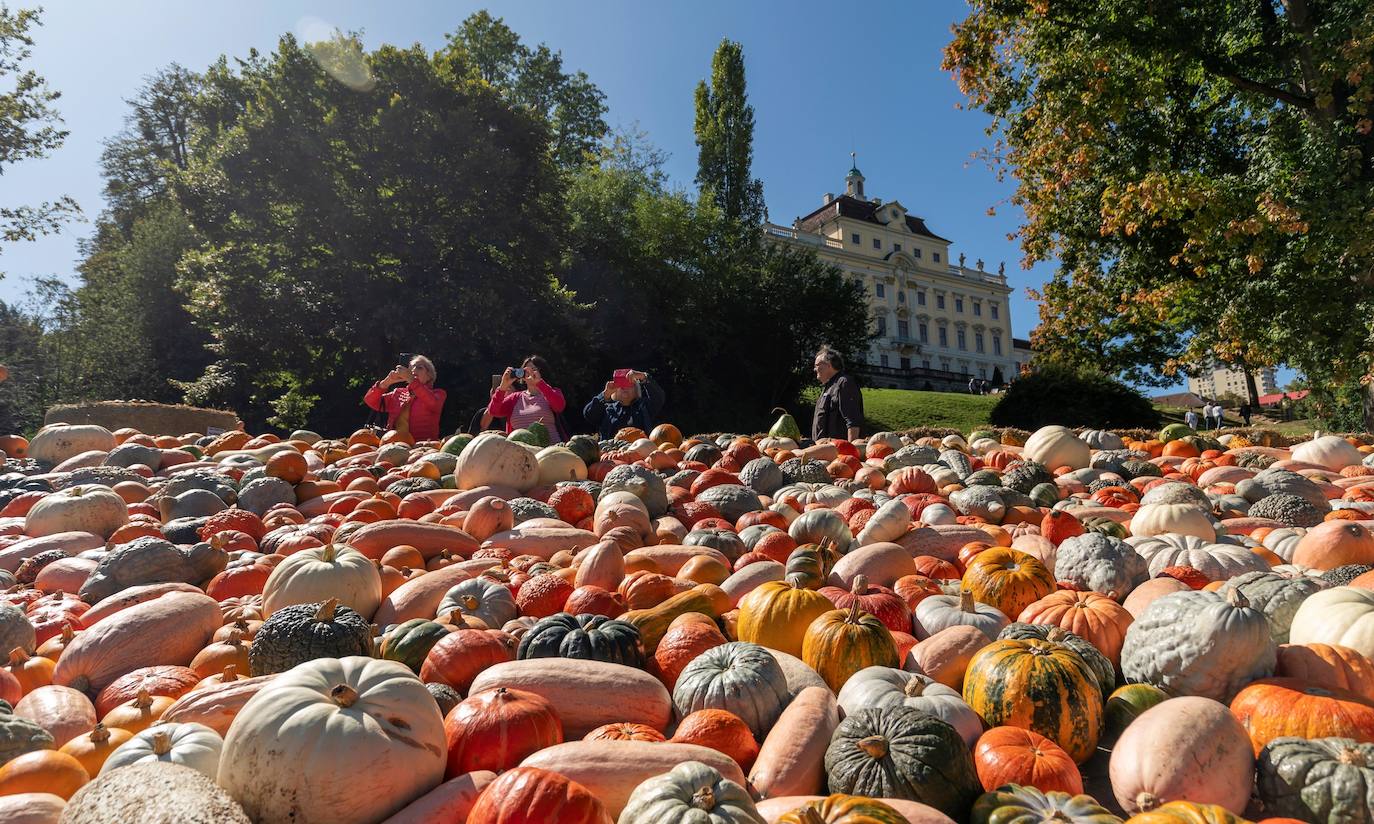 Cientos de calabazas se exhiben en los jardines del palacio barroco de Ludwigsburg, en Alemania, durante un festival que durará hasta el 3 de noviembre y que este año lleva por tema los cuentos de hadas. 