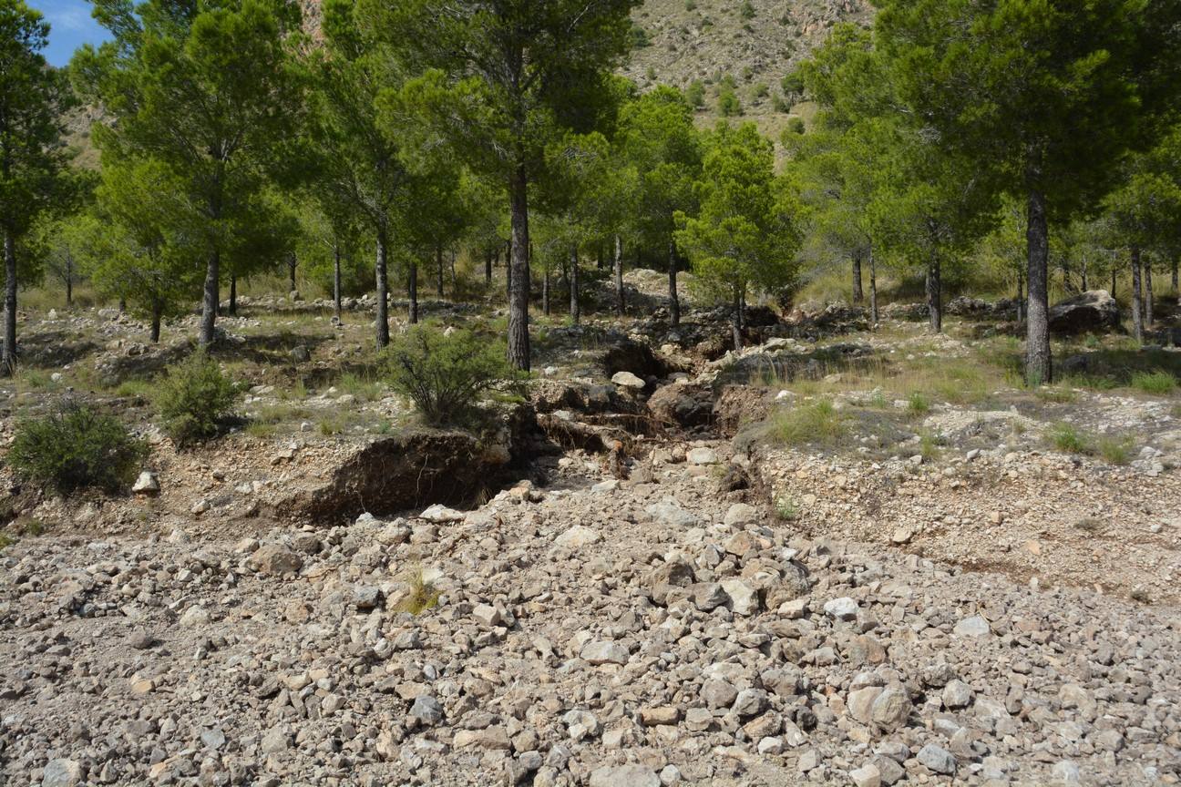 El Ayuntamiento de Cieza ha aprobado solicitar al Consejo de Ministros la declaración de su término Municipal así como del resto de municipios de la Región afectados, como zona afectada gravemente por una emergencia de protección civil.
