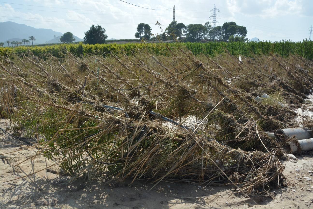 El Ayuntamiento de Cieza ha aprobado solicitar al Consejo de Ministros la declaración de su término Municipal así como del resto de municipios de la Región afectados, como zona afectada gravemente por una emergencia de protección civil.