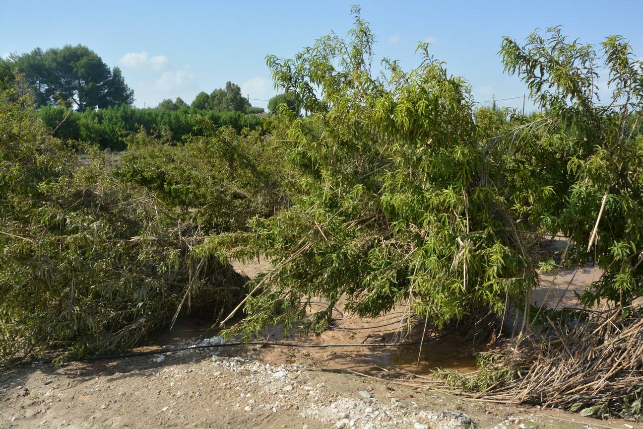El Ayuntamiento de Cieza ha aprobado solicitar al Consejo de Ministros la declaración de su término Municipal así como del resto de municipios de la Región afectados, como zona afectada gravemente por una emergencia de protección civil.