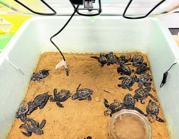 Los ejemplares de tortuga boba que se encuentran en el reptilario. 