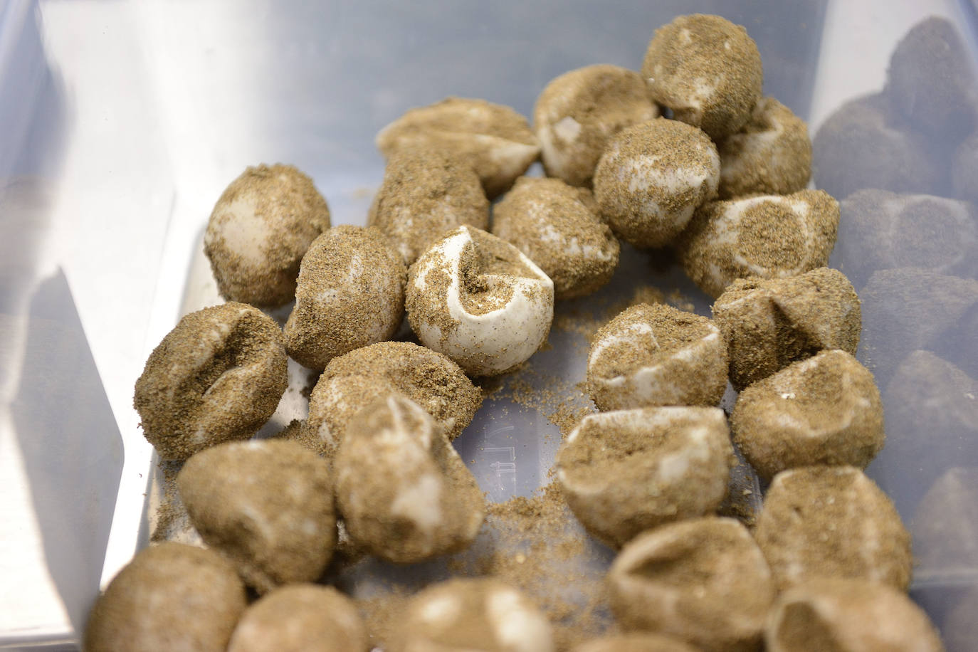 El Centro de Recuperación de la Fauna Silvestre El Valle custodia con mimo las tortugas bobas nacidas de la histórica nidada de Calblanque