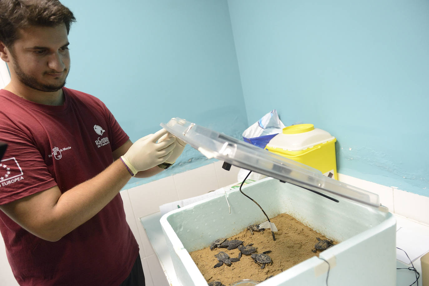 El Centro de Recuperación de la Fauna Silvestre El Valle custodia con mimo las tortugas bobas nacidas de la histórica nidada de Calblanque