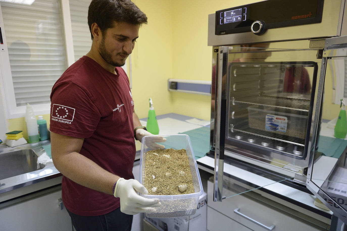 El Centro de Recuperación de la Fauna Silvestre El Valle custodia con mimo las tortugas bobas nacidas de la histórica nidada de Calblanque