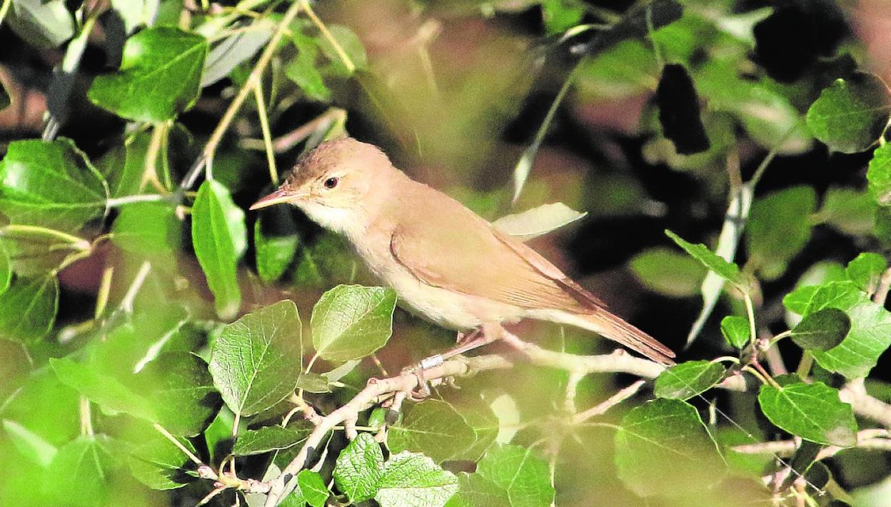 Uno de los zarceros que protagonizan el estudio de Anse, en La Contraparada. 