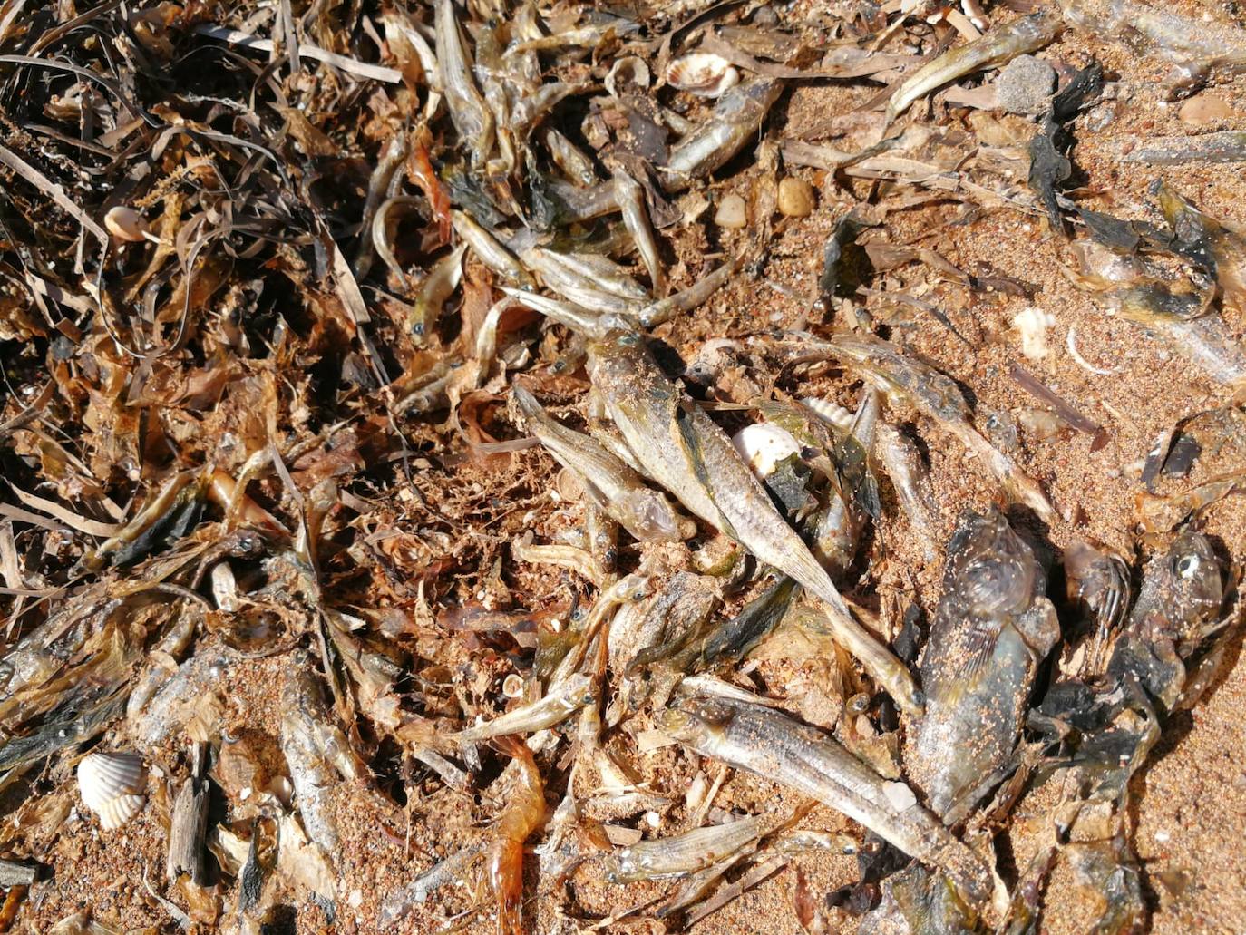 Medio Ambiente activa un protocolo para notificar la mortandad de caballitos u otras especies.