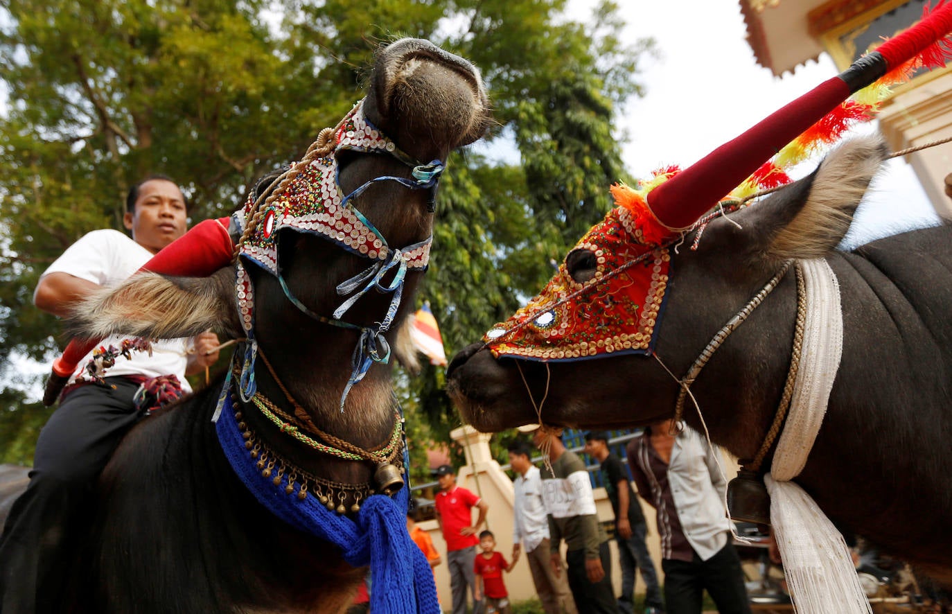 Varias personas participan en peleas y en carreras de búfalos y caballos organizadas con motivo de la culminación de la festividad de «Pchum Ben» o día de los ancestros, en la población de Sithor, Camboya.