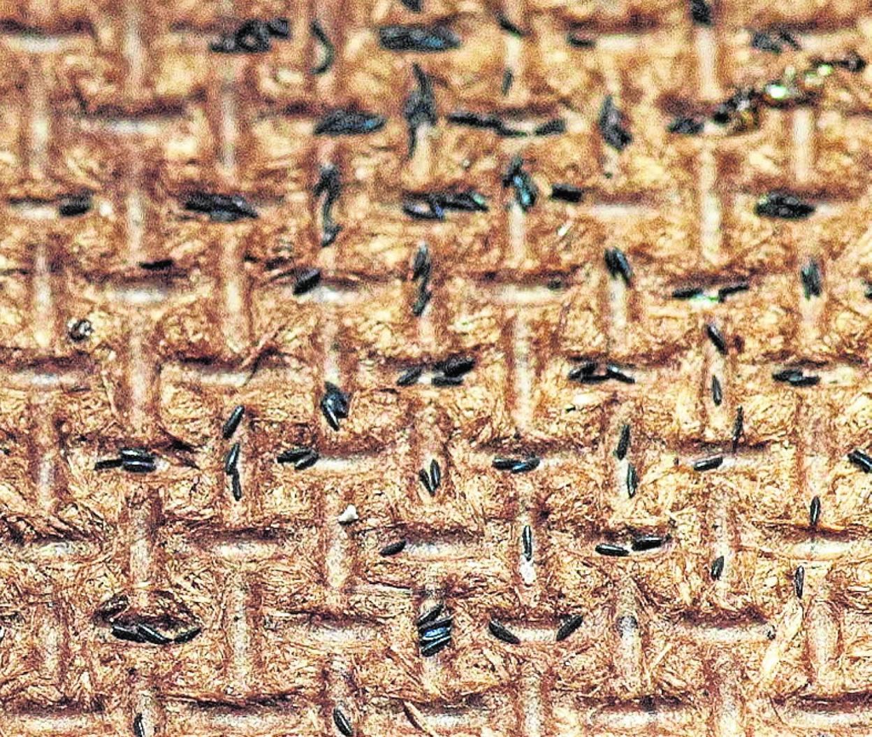 Huevos de mosquito tigre en una de las trampas instaladas. 