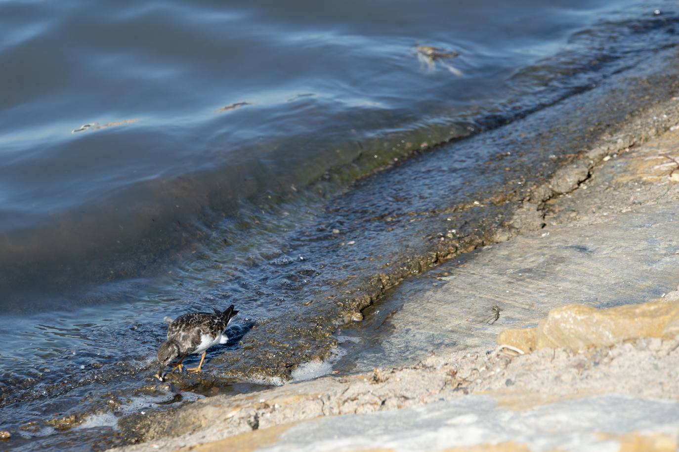 El portavoz del PP en la Asamblea Regional, Joaquín Segado, que consideró «injusto» responsabilizar al Gobierno regional de esta situación ya que son muchas las instituciones, dijo, que no han cumplido «estrictamente con su obligación»