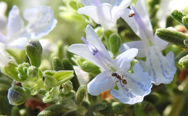'Monomorium subopacum' busca néctar en flores de romero. 