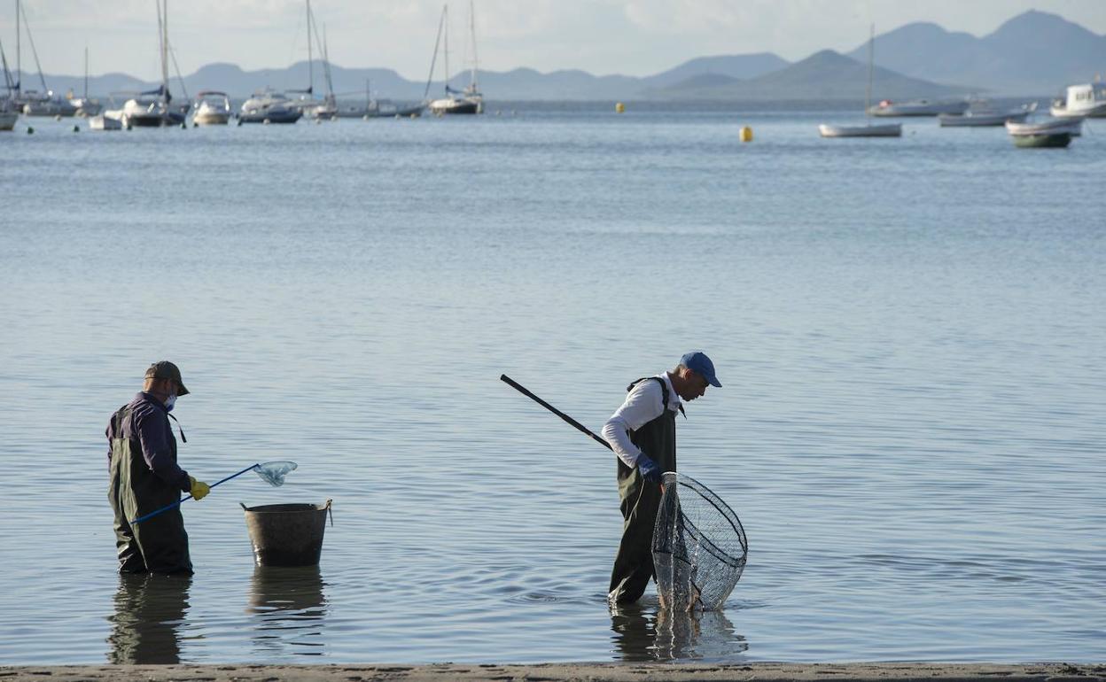 Operarios retiran con una red peces muertos en la playa de La Puntica, en Lo Pagán. 