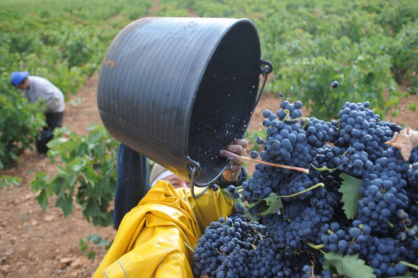 Imagen de archivo de la vendimia en una finca de la Región.