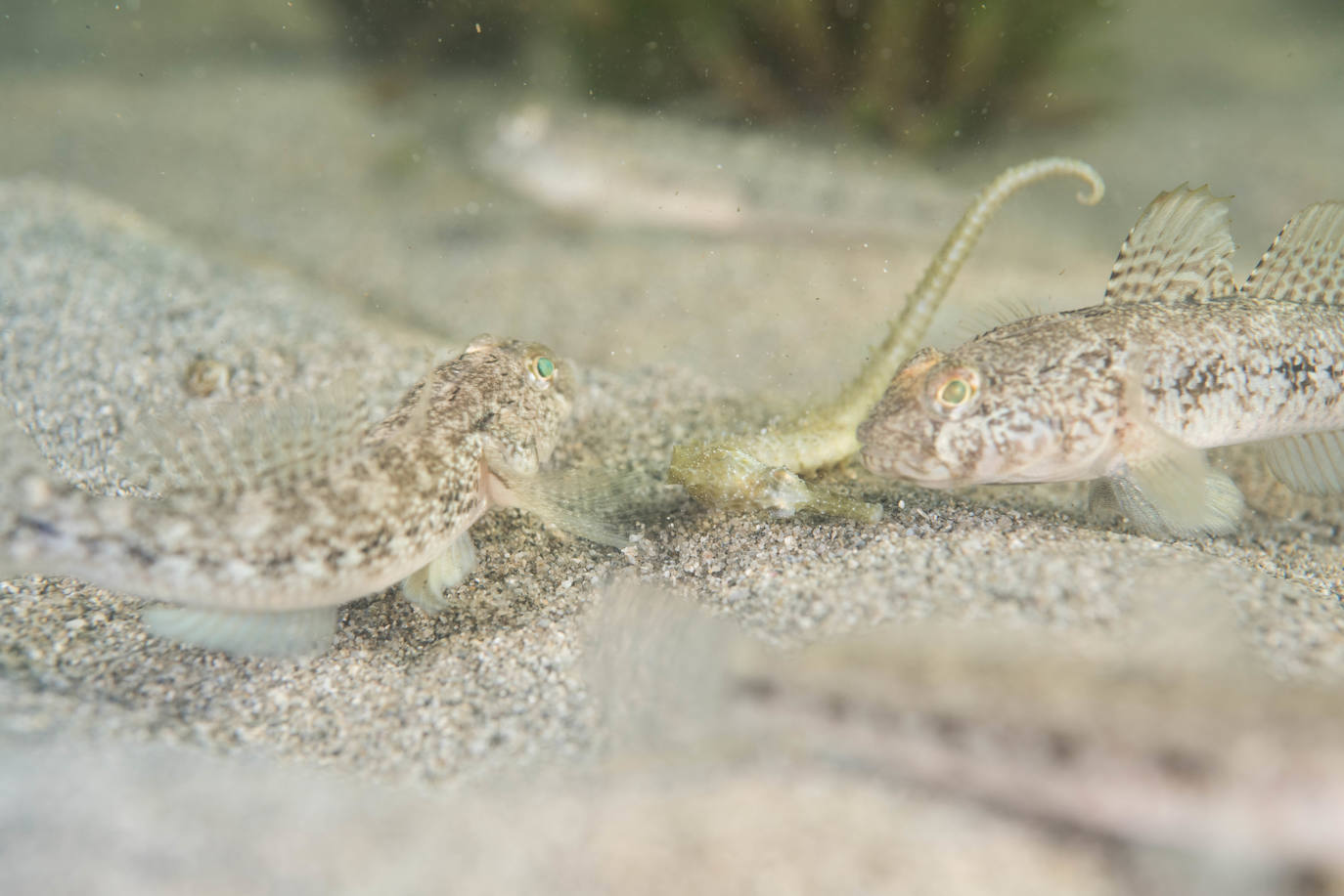 Miles de peces que han sobrevivido al episodio de anoxia se apiñan en arenales del norte de la laguna,donde compiten entre ellos sin apenas espacio ni alimento