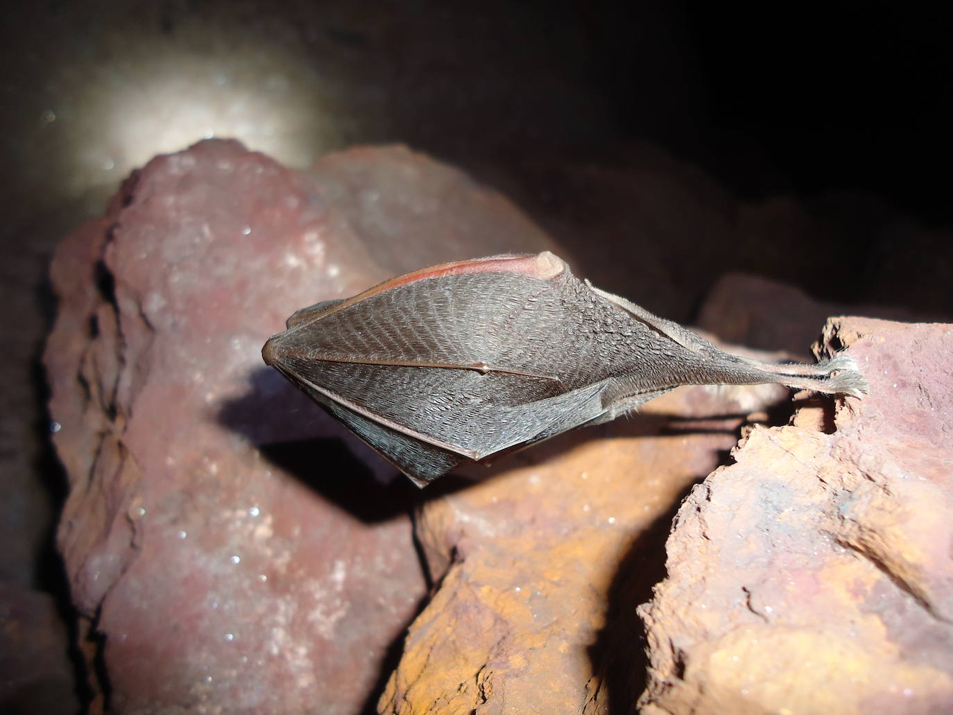 Un estudio revela la importancia de esta comarca para la conservación de los quirópteros forestales.