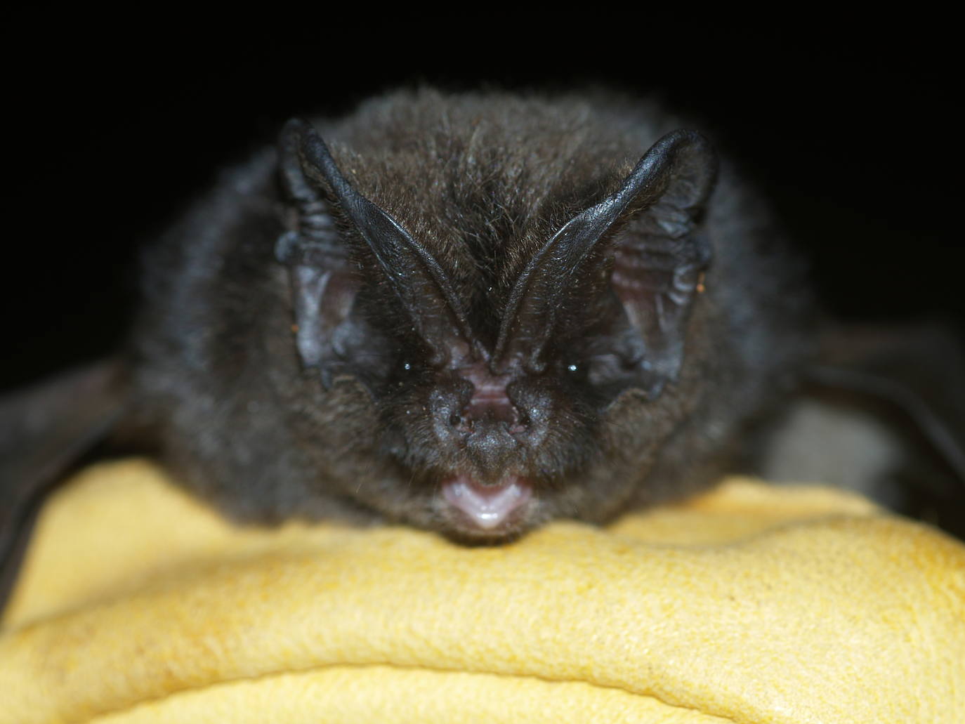 Un estudio revela la importancia de esta comarca para la conservación de los quirópteros forestales.