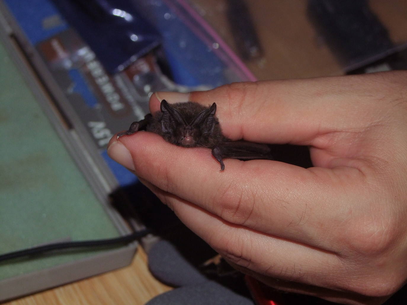 Un estudio revela la importancia de esta comarca para la conservación de los quirópteros forestales.