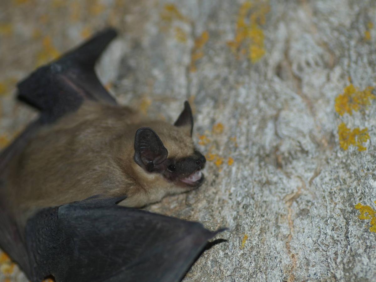 Un estudio revela la importancia de esta comarca para la conservación de los quirópteros forestales.