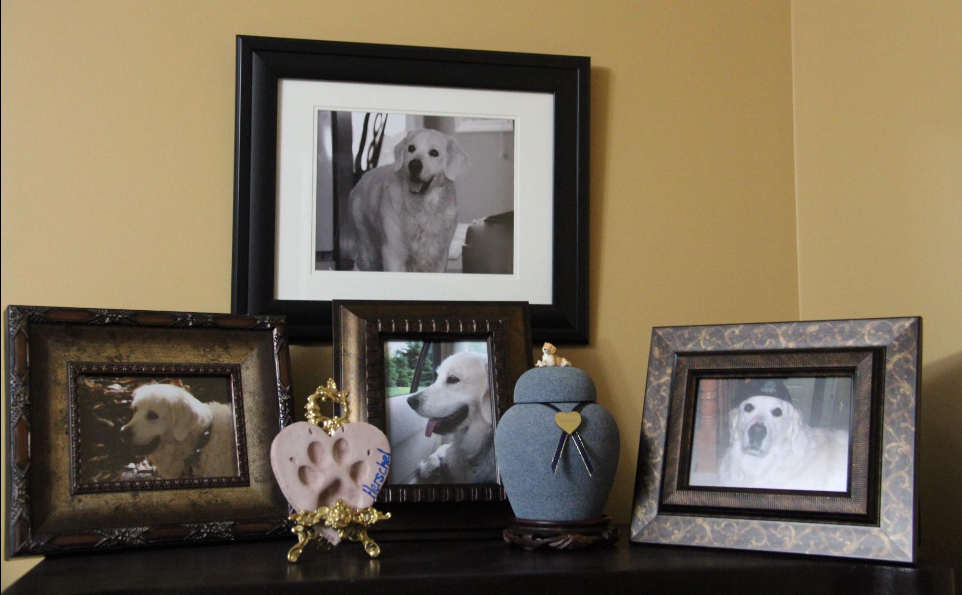 Pequeño santuario en homenaje a Herschel que Gloria y Howard tienen en su casa, en Canadá.