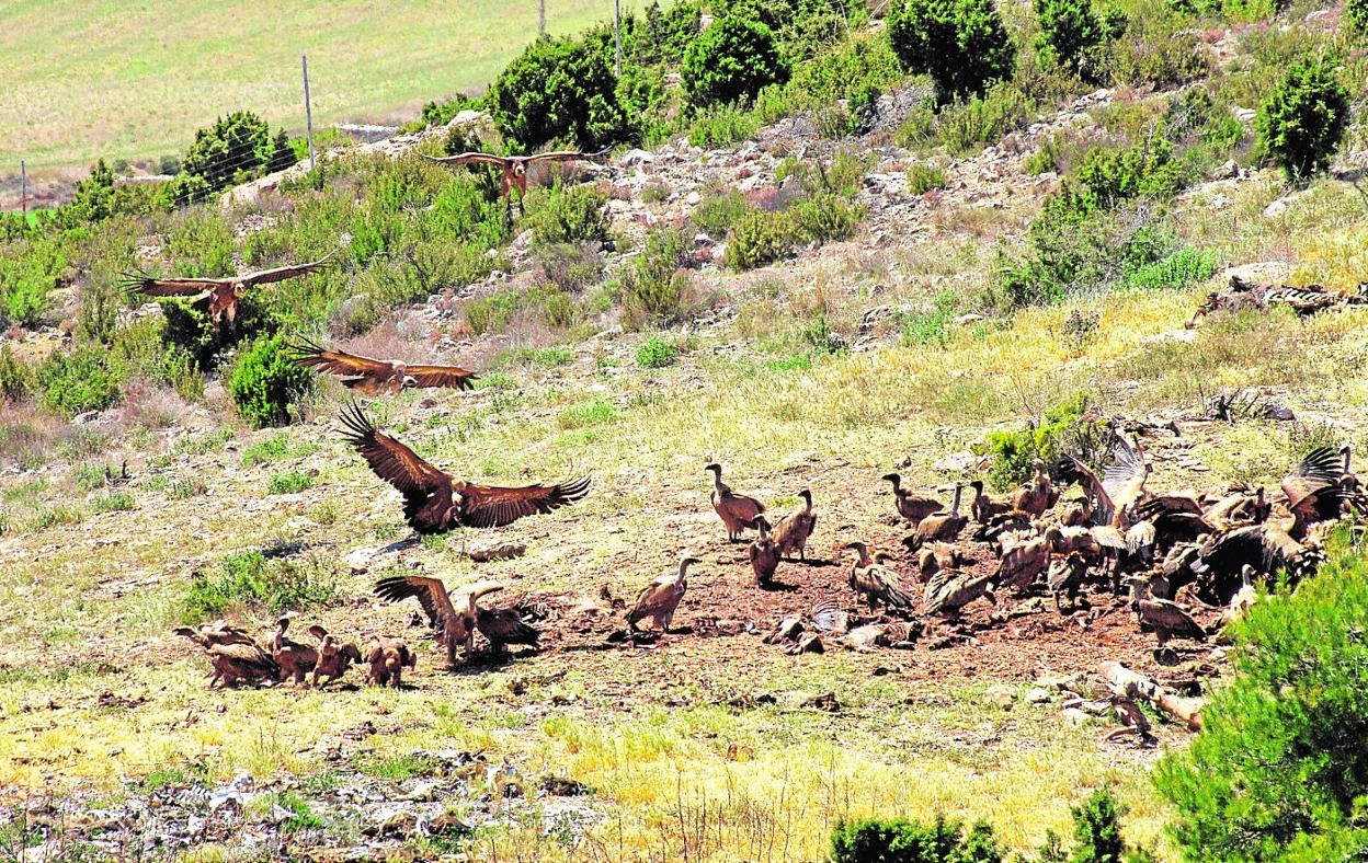 Festín de buitres leonados en el comedero de la Sierra de Mojantes. 