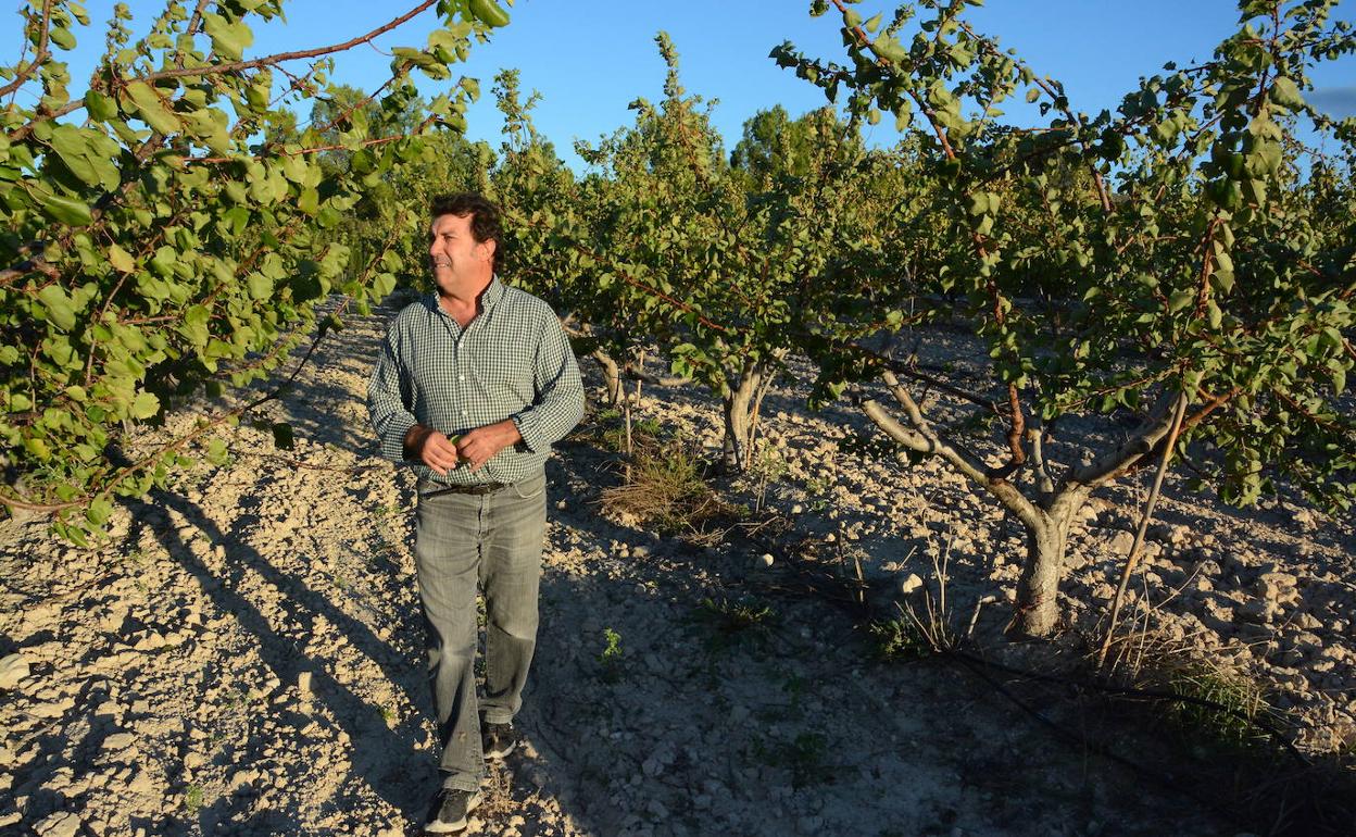 El presidente de Coag Cieza, Andrés Marín, observa los albaricoqueros de su huerto.