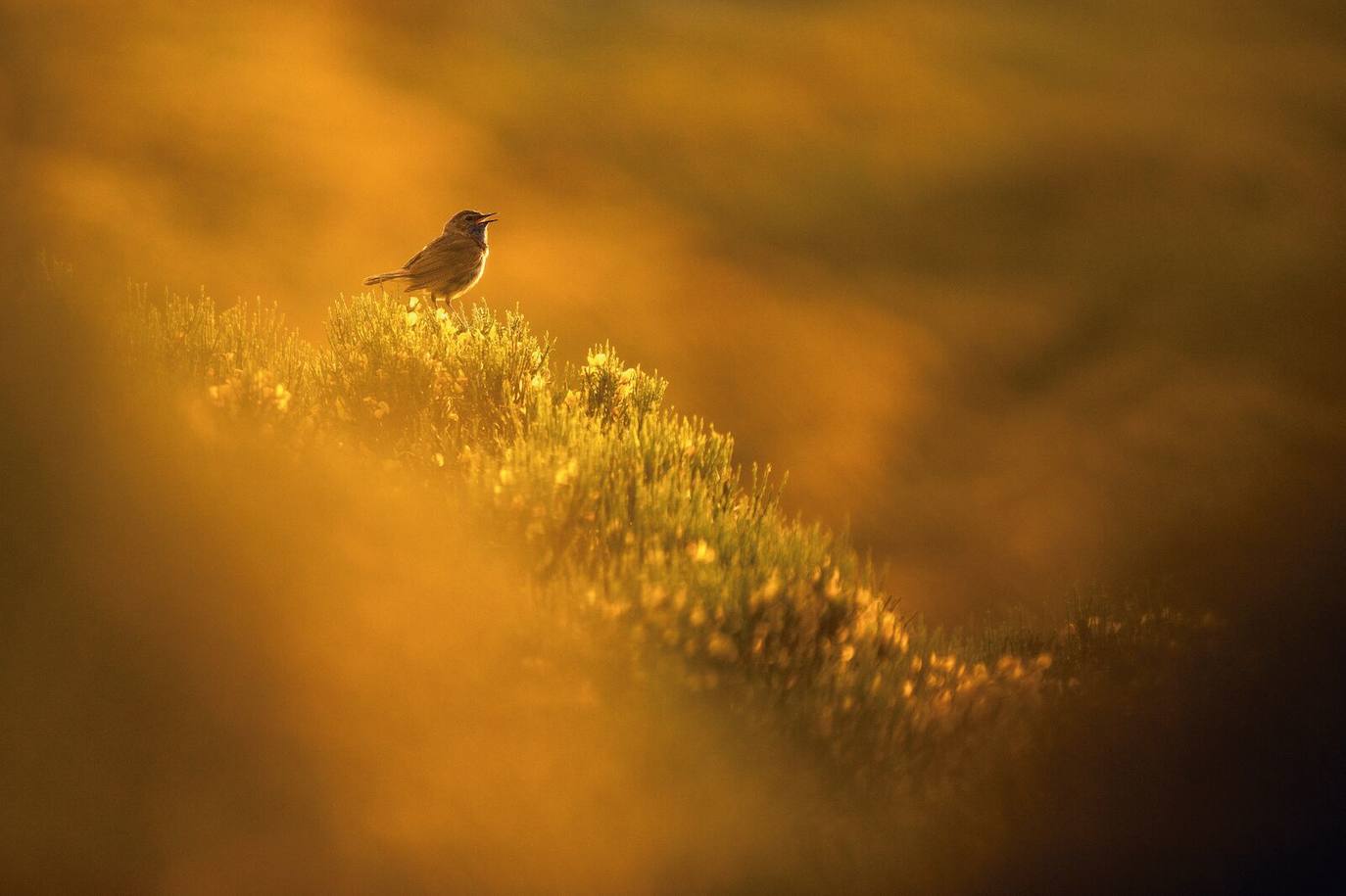 Las especies acuáticas protagonizan las imágenes ganadoras en el concurso internacional de SEO/BirdLife. 