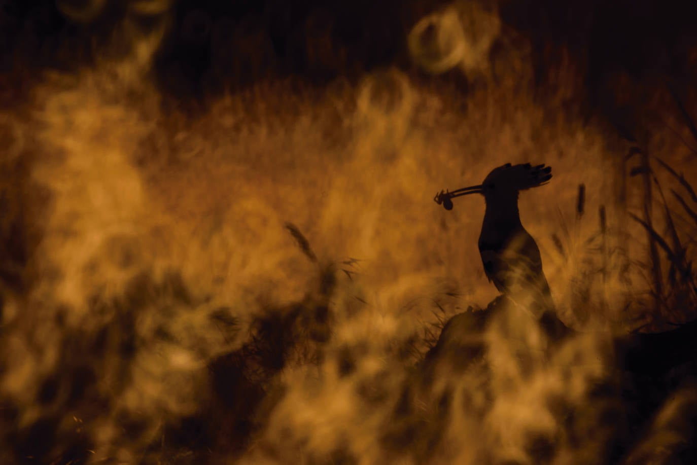 Las especies acuáticas protagonizan las imágenes ganadoras en el concurso internacional de SEO/BirdLife. 