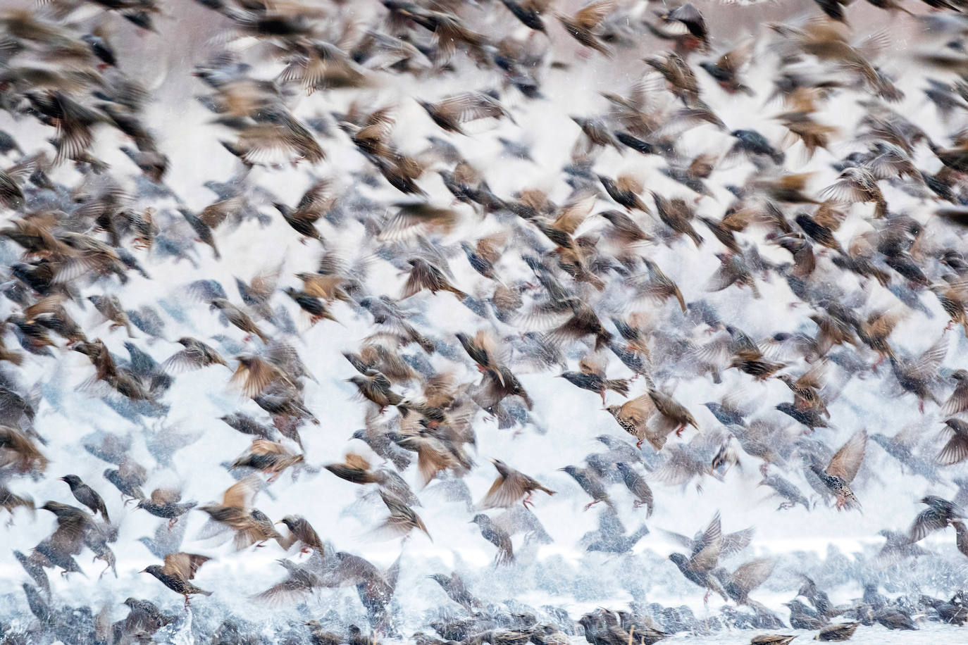 Las especies acuáticas protagonizan las imágenes ganadoras en el concurso internacional de SEO/BirdLife. 