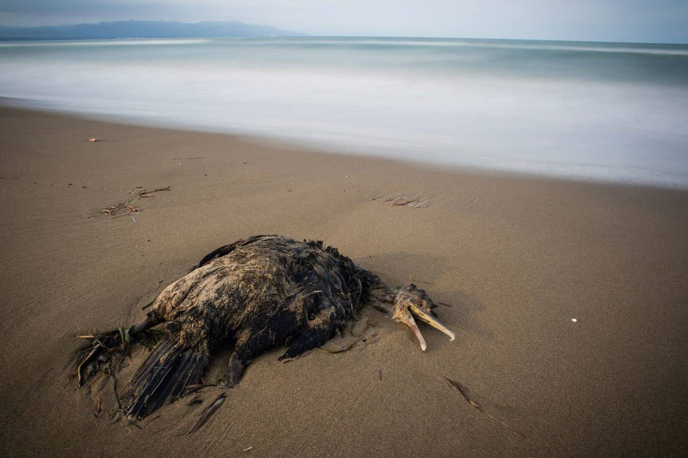 Las especies acuáticas protagonizan las imágenes ganadoras en el concurso internacional de SEO/BirdLife. 