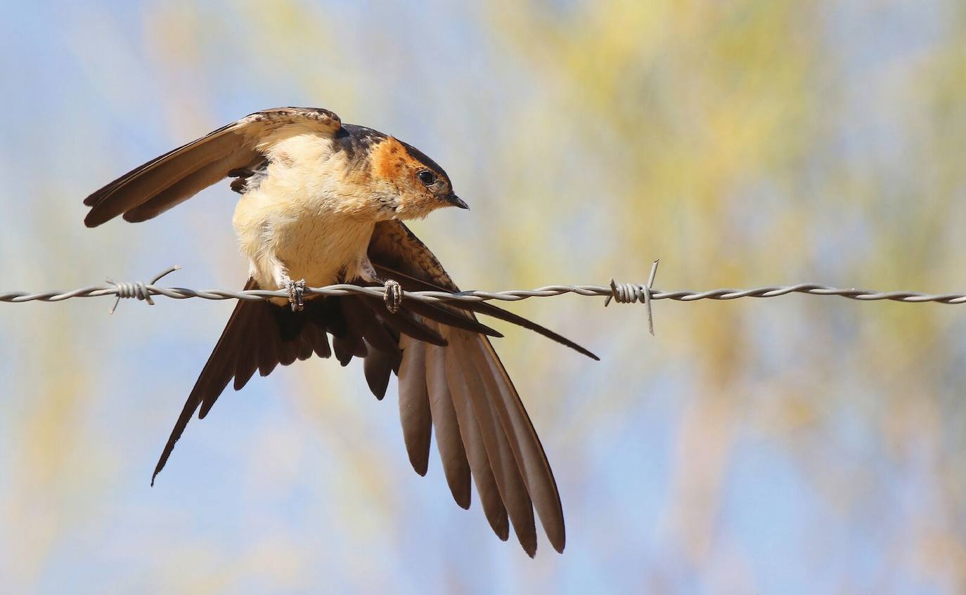 Las especies acuáticas protagonizan las imágenes ganadoras en el concurso internacional de SEO/BirdLife. 