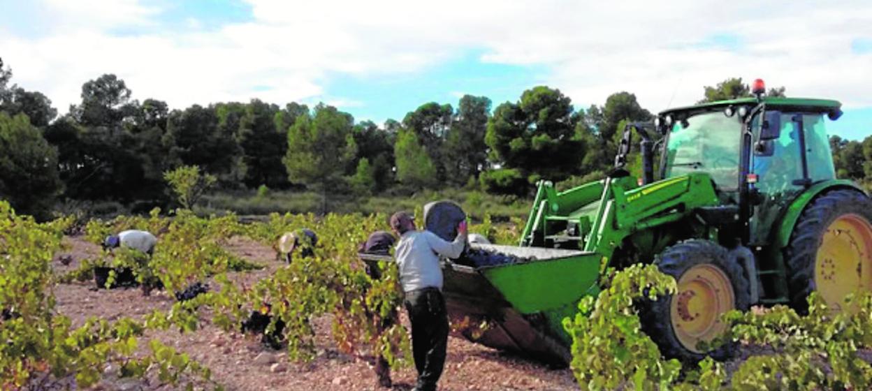 Varios trabajadores recogen uva en un viñedo de Yecla acogido a la Denominación de Origen. 