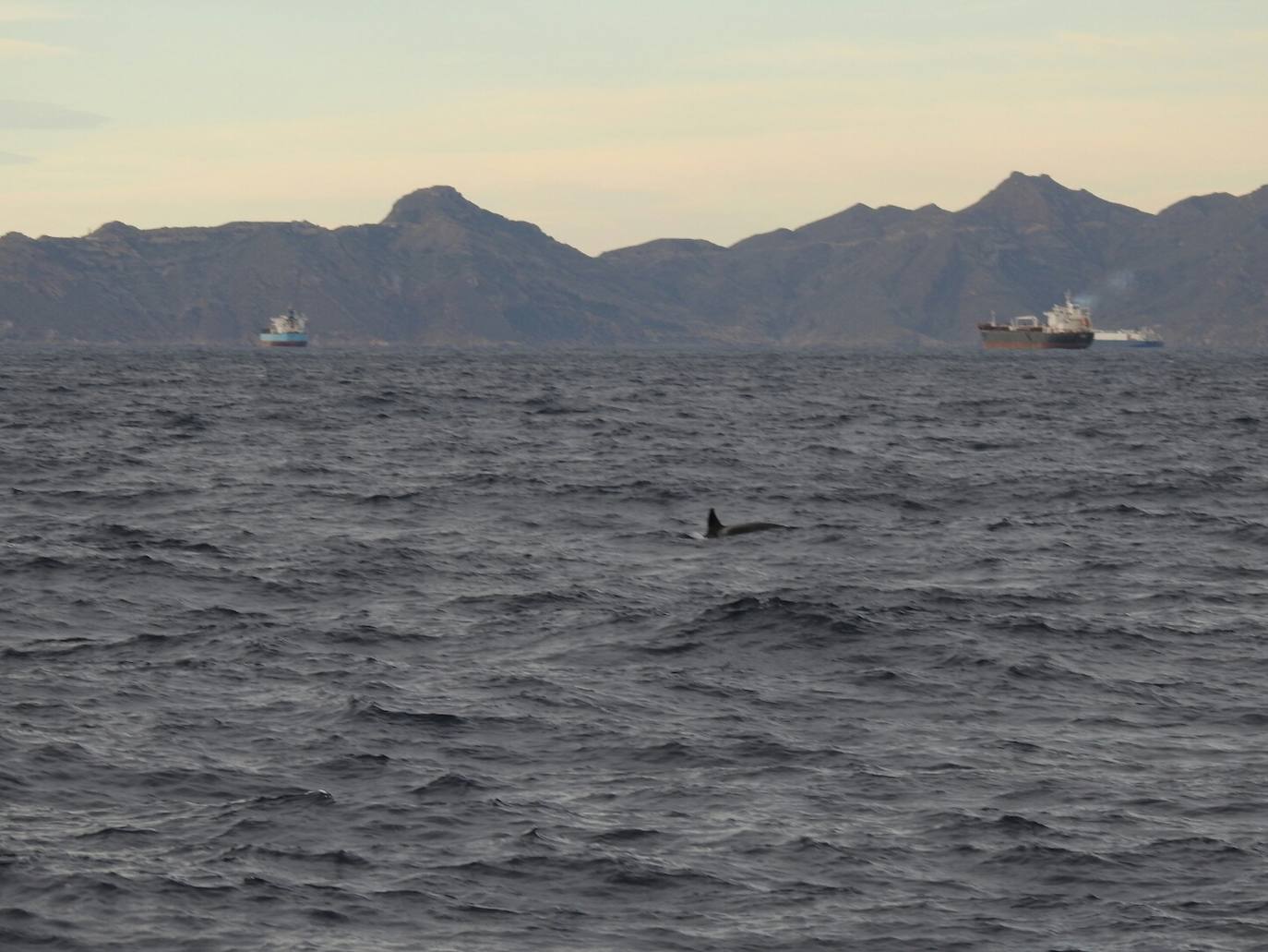 Esta especie de cetáceo ha sido grabada este jueves por primera vez en aguas de la Región frente a Escombreras