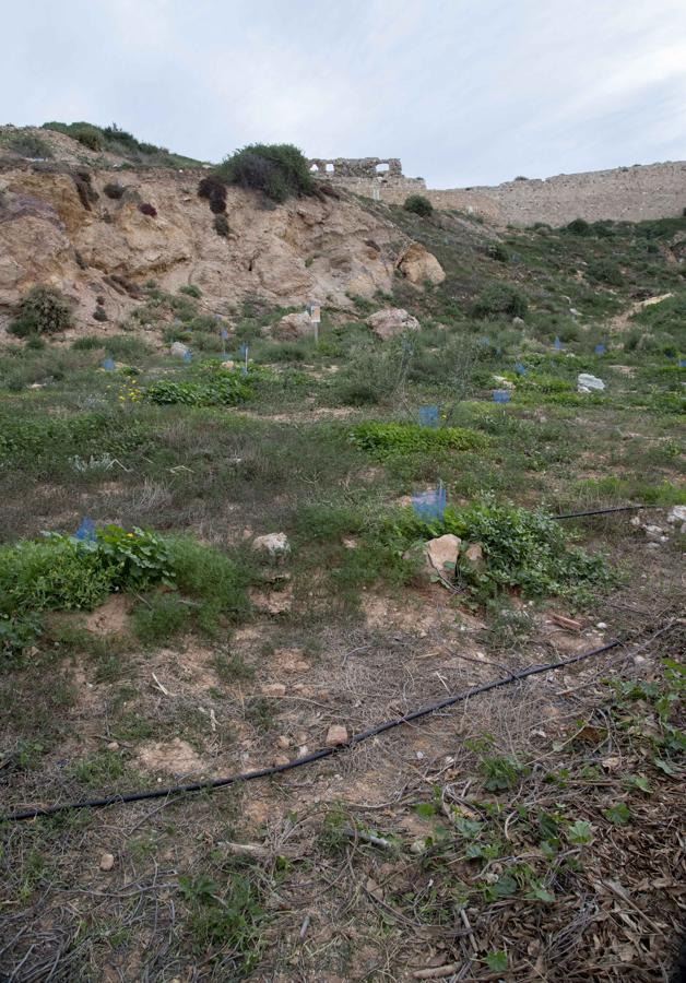 Zona replantada hace dos años, en el Cerro de los Moros