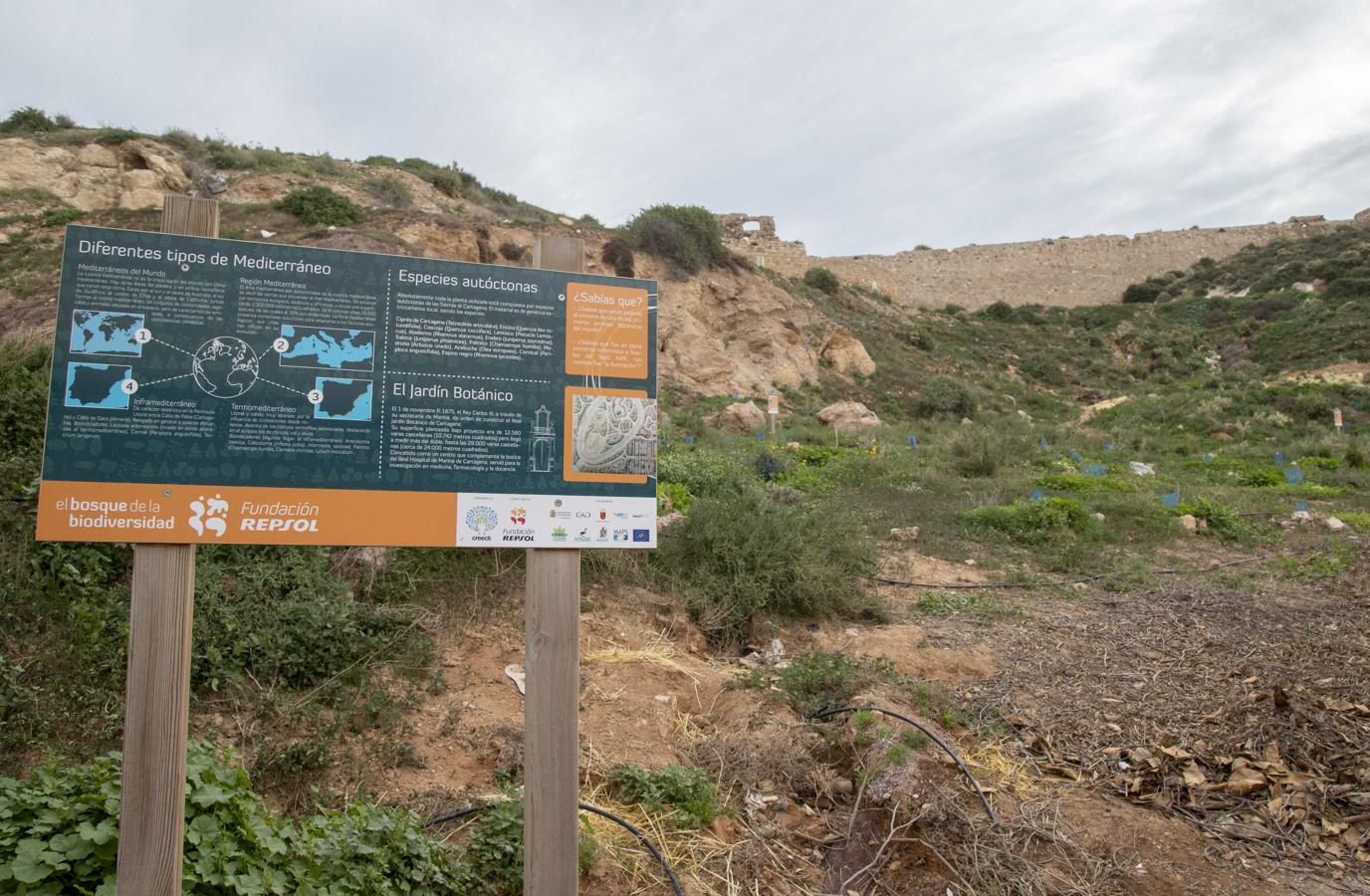 Zona replantada hace dos años, en el Cerro de los Moros