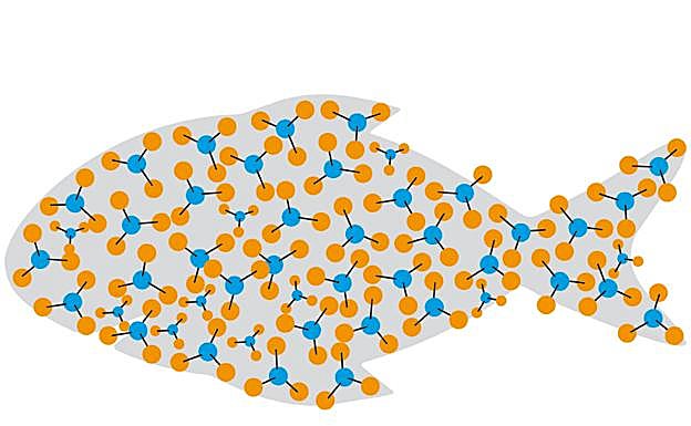 ¿Hay que preocuparse por el mercurio presente en los peces?