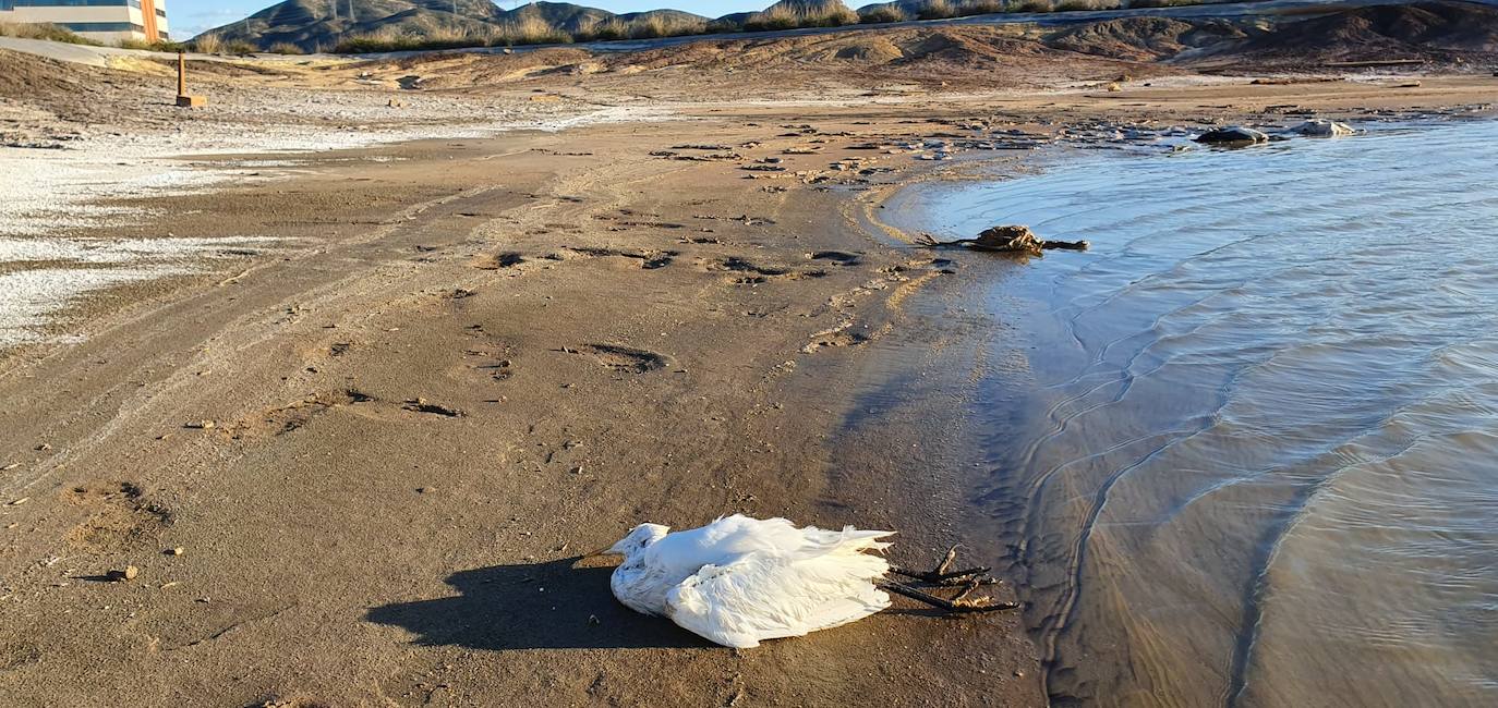 Estudia si la Comunidad ha incurrido en delitos contra el medio ambiente y de prevaricación en la parcela, que sigue sin un plan de descontaminación.