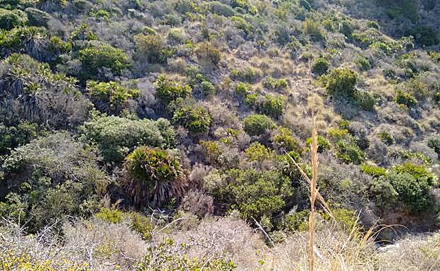 Matorral en la Sierra de la Fausilla, en la que se ha realizado la investigación. 