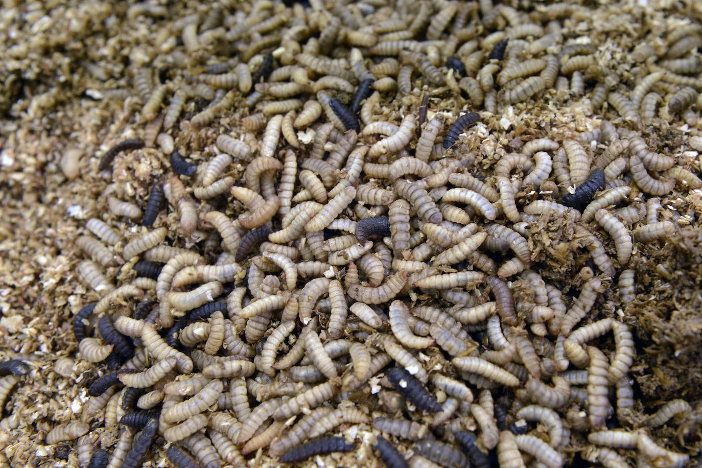 Las instalaciones, que cuentan con el avalde la Comisión Europea, aspiran a liderar la ecología industrial.