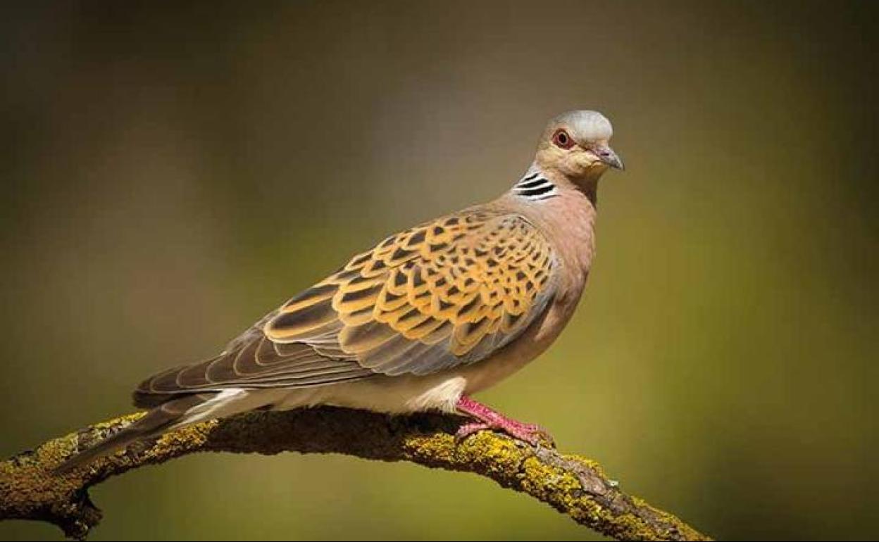 Ejemplar de tórtola común o europea ('Streptopelia turtur').