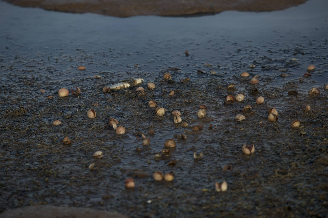 Un vecino de La Unión asegura que también encontró bivalvos en «descomposición» en la costa de Los Nietos