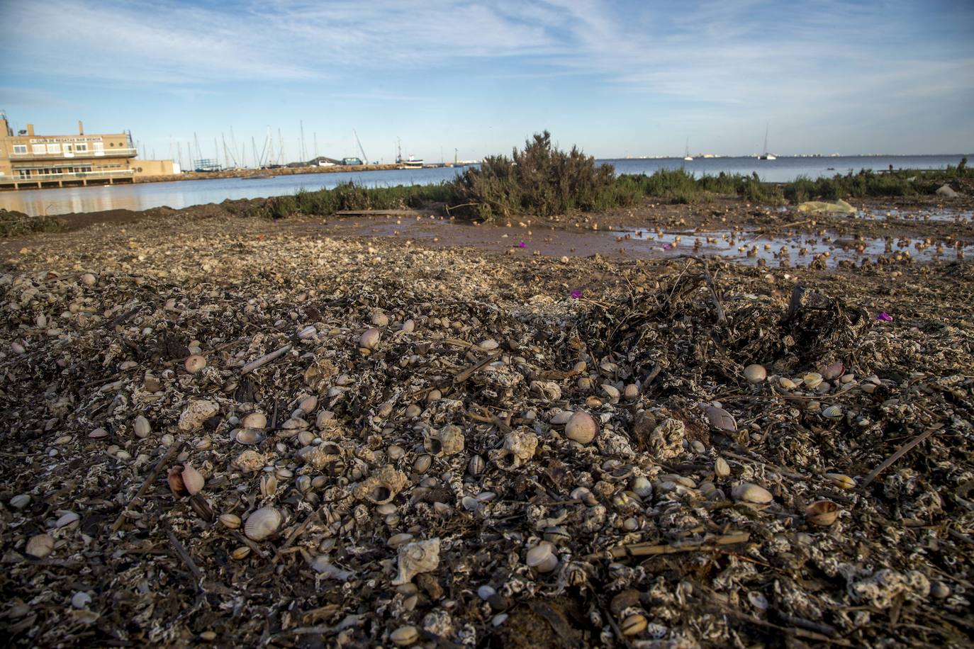 Un vecino de La Unión asegura que también encontró bivalvos en «descomposición» en la costa de Los Nietos
