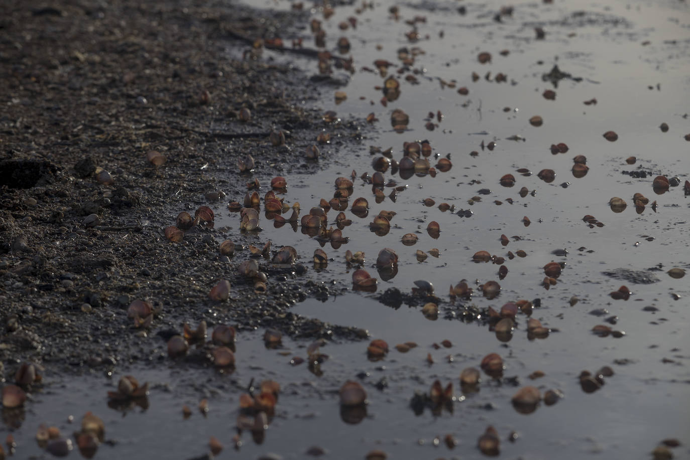 Un vecino de La Unión asegura que también encontró bivalvos en «descomposición» en la costa de Los Nietos