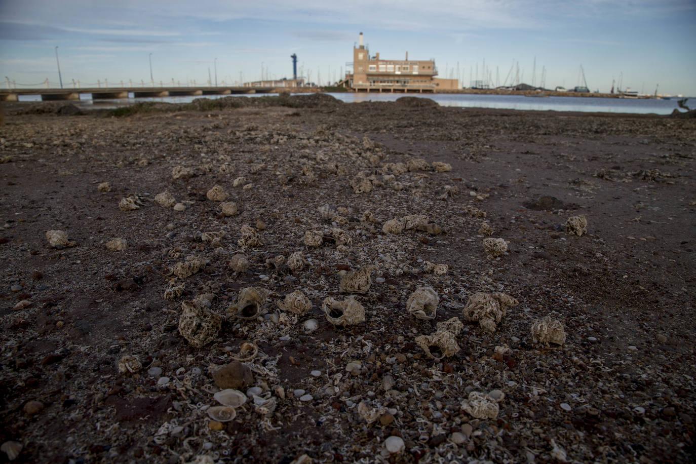 Un vecino de La Unión asegura que también encontró bivalvos en «descomposición» en la costa de Los Nietos
