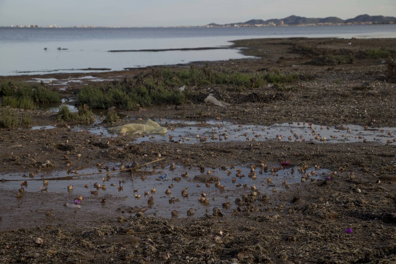 Un vecino de La Unión asegura que también encontró bivalvos en «descomposición» en la costa de Los Nietos
