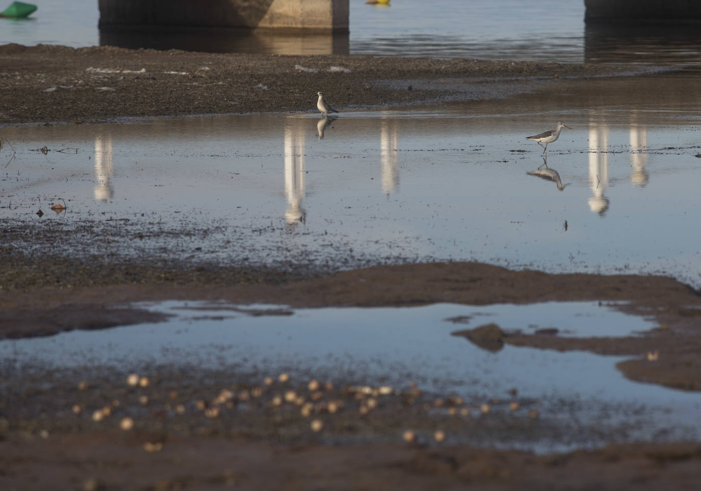 Un vecino de La Unión asegura que también encontró bivalvos en «descomposición» en la costa de Los Nietos