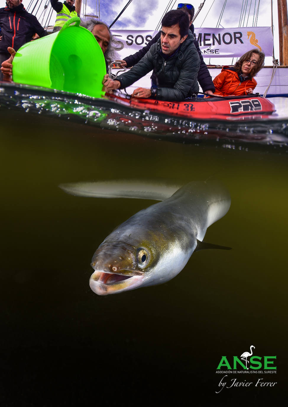 ANSE libera otros 25 ejemplares de esta especie marcados con telemetría para estudiar sus movimientos en la laguna