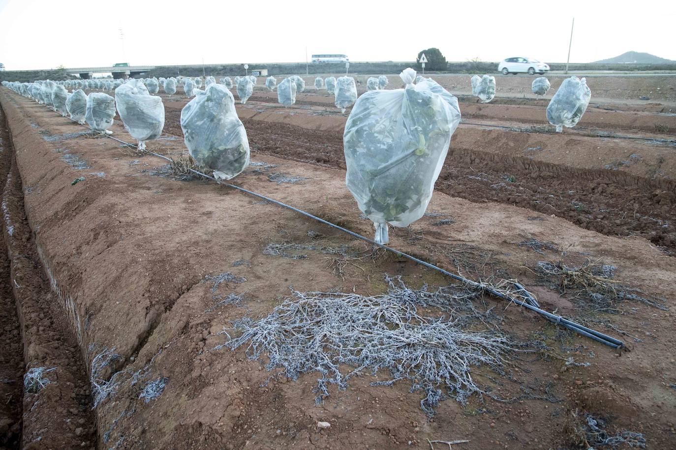 11-01-19. Las heladas castigan al campo. Una ola de frío procedente del norte de Europa deja en la Región heladas que castigan el campo y provocan pérdidas. El desplome de los termómetros causa daños en los cultivos de alcachofa, lechuga y brócoli en el Valle del Guadalentín y Campo de Cartagena. Los productores tratran de proteger sus cosechas con mantas térmicas, como en la foto. El temporal cierra carreteras y obliga a Fomento a repartir salmuera y sal en 42 kilómetros de la red regional de carreteras. :: Pablo Sánchez / AGM